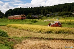 小湊鉄道沿線　米の収獲期！①