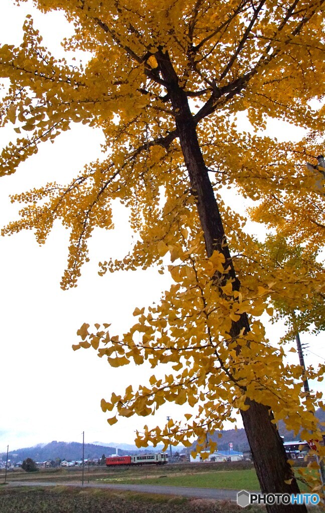 銀杏の黄葉と只見線！