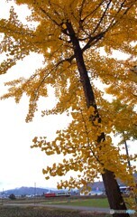 銀杏の黄葉と只見線！