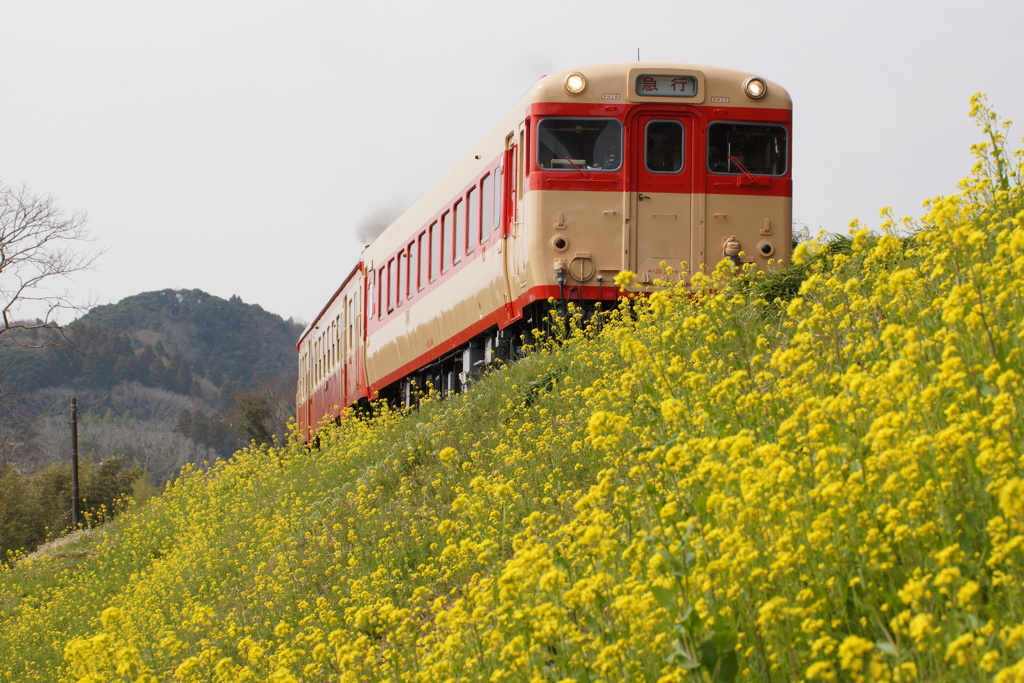 キハ28がいすみ鉄道にデビューした頃