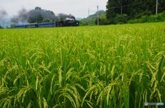 穂の実りとSL「大樹」！