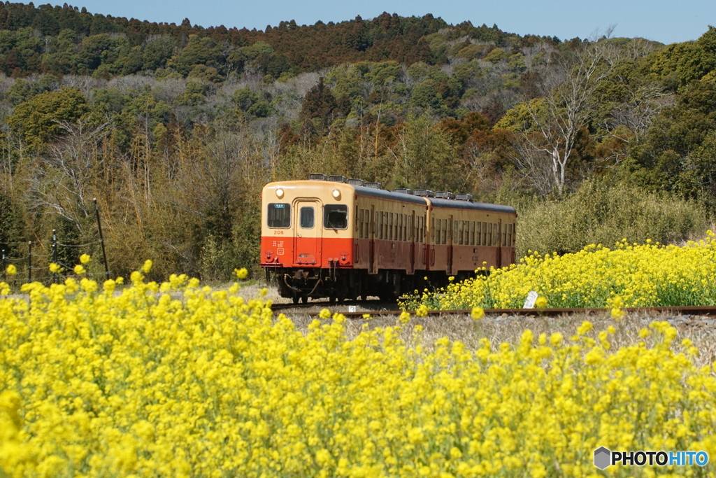 小湊鉄道の菜の花　石神地区①～⑥の中の①