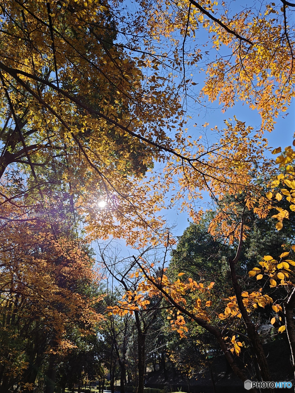 紅葉からの木洩れ陽！