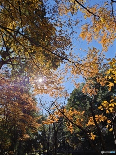 紅葉からの木洩れ陽！