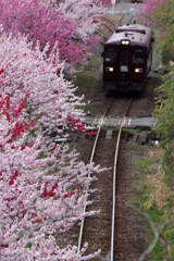 色とりどりの花桃が美しい！