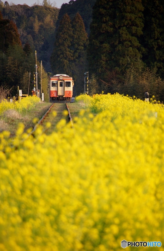 菜の花の築堤区間を去り行く列車！