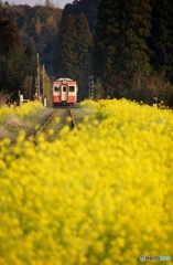 菜の花の築堤区間を去り行く列車！