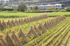 藁ポッチの整列と小田急3000系電車！