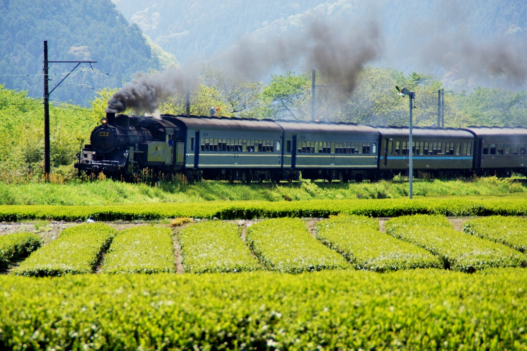 大井川鉄道　新茶のシーズン！