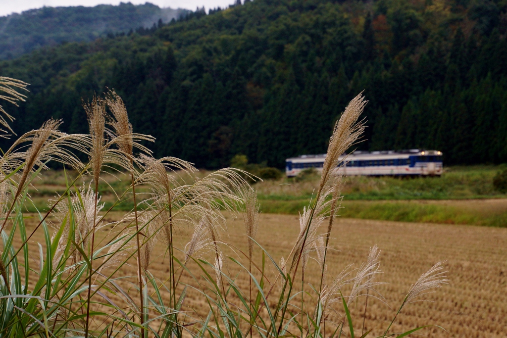 ススキは最盛期！