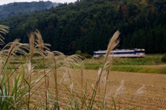 ススキは最盛期！