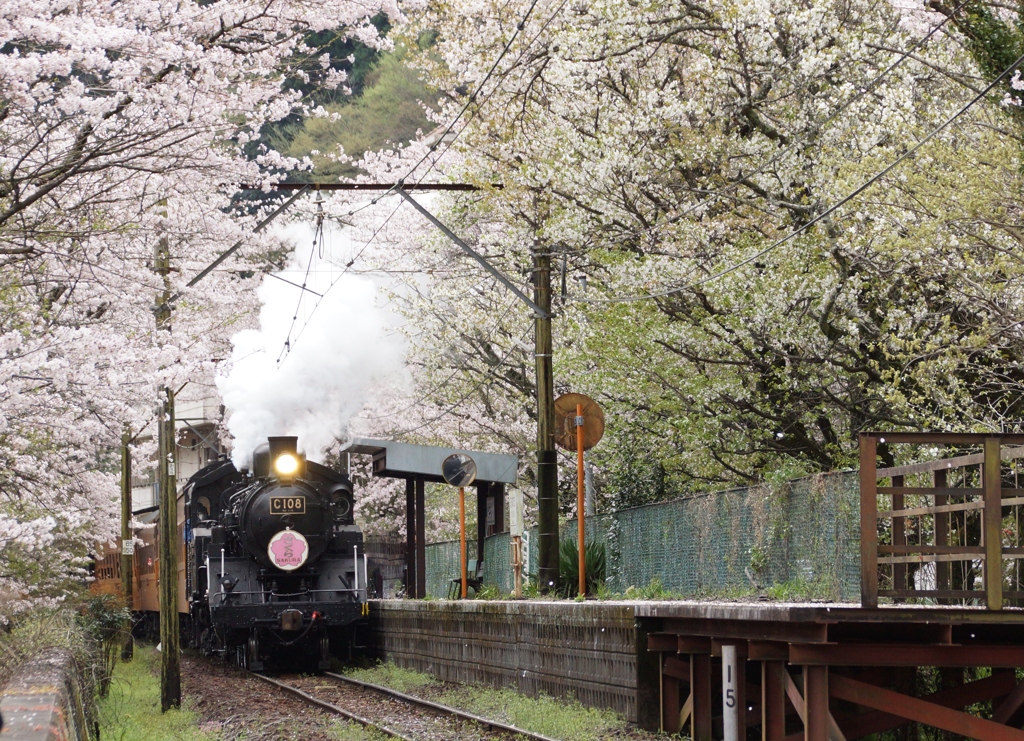 大井川鉄道　花見の時季！①