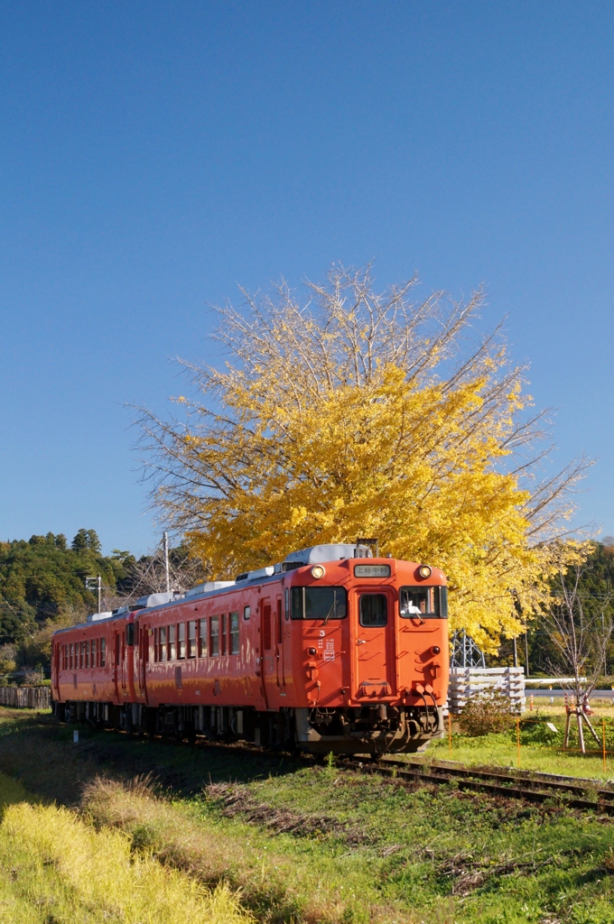 小湊鉄道　イチョウとキハ40！