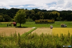 いすみ鉄道　小谷松の収穫期！