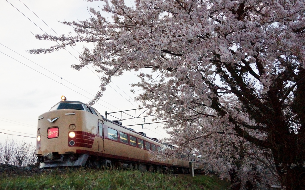 快速「あいづ」！桜に囲まれて！
