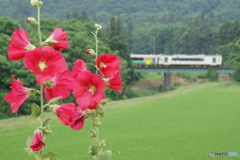 只見線にも夏到来！