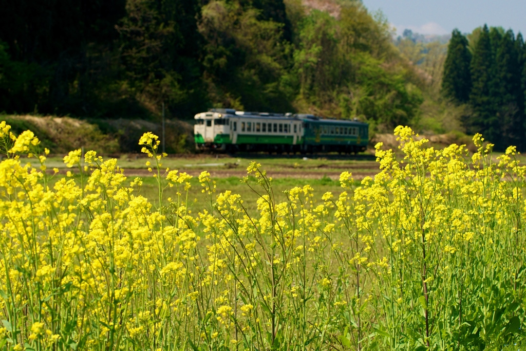 菜の花と只見線ラッピニング車両