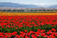 富山県舟川べりの桜並木①