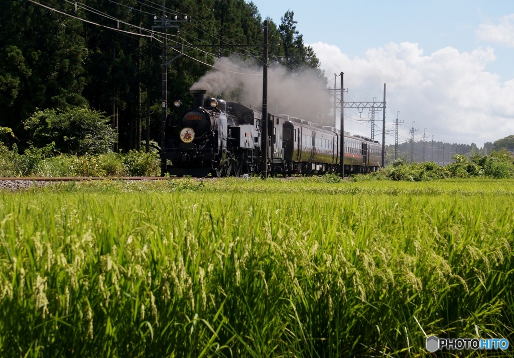 SL「大樹」　倉ケ崎の田園風景！