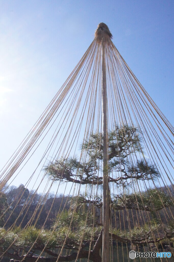 雪つりの中に見えた「松」！