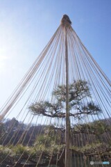 雪つりの中に見えた「松」！