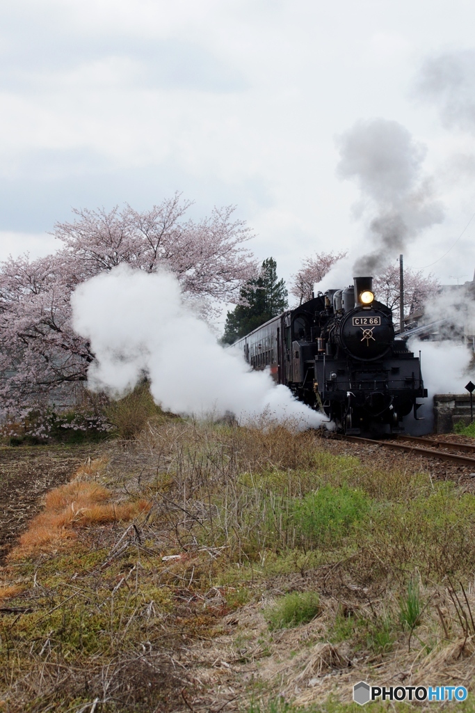真岡鉄道の春！①