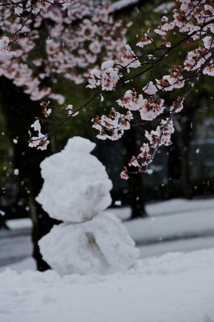 もう、春なのに東京では大雪⁈③