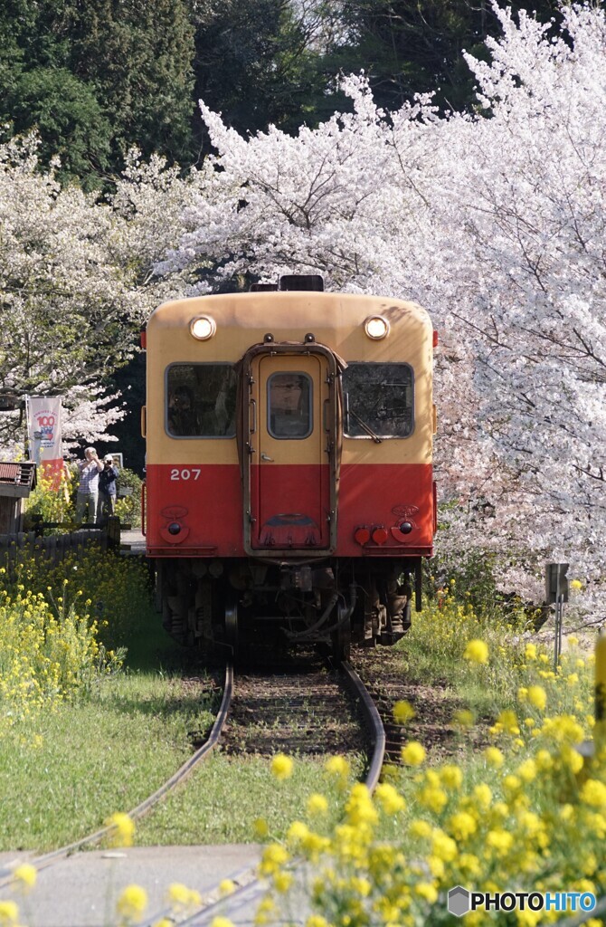 小湊鉄道の桜・菜の花！