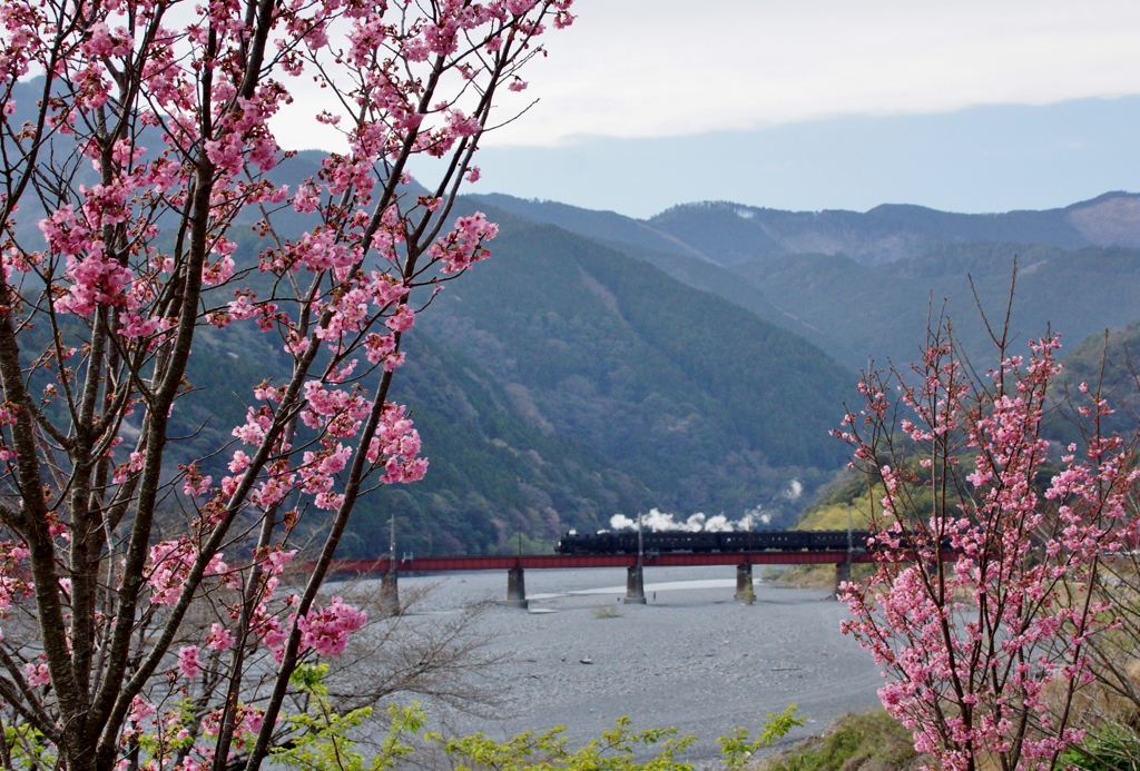 大井川鉄道ほのぼの風景！②