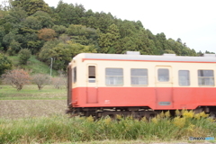 キハ200のクローズアップと柿の木！