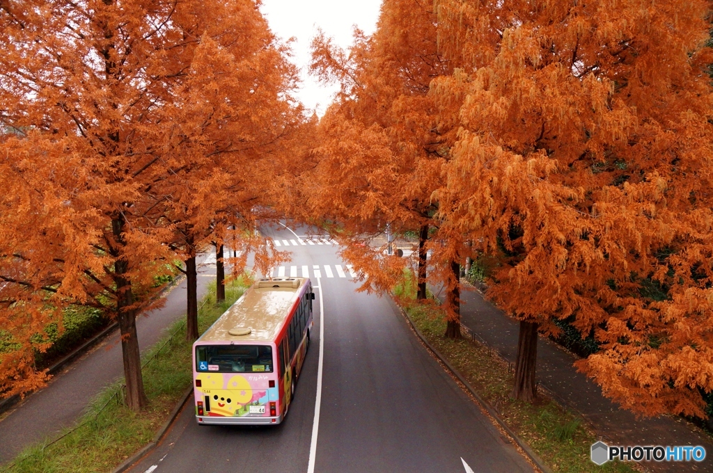 メタセコイア並木の紅葉の中に消える路線バス！