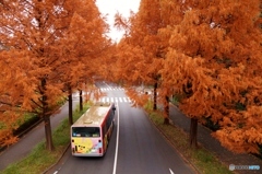 メタセコイア並木の紅葉の中に消える路線バス！