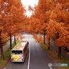 メタセコイア並木の紅葉の中に消える路線バス！