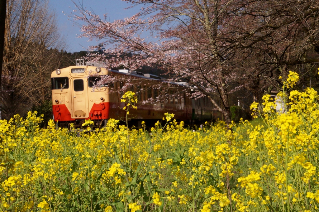 小湊鉄道のキハ40を追いかけて！⑦
