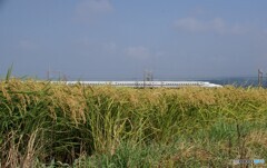 稲の実りと東海道新幹線！