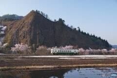 桜並木とキハ！