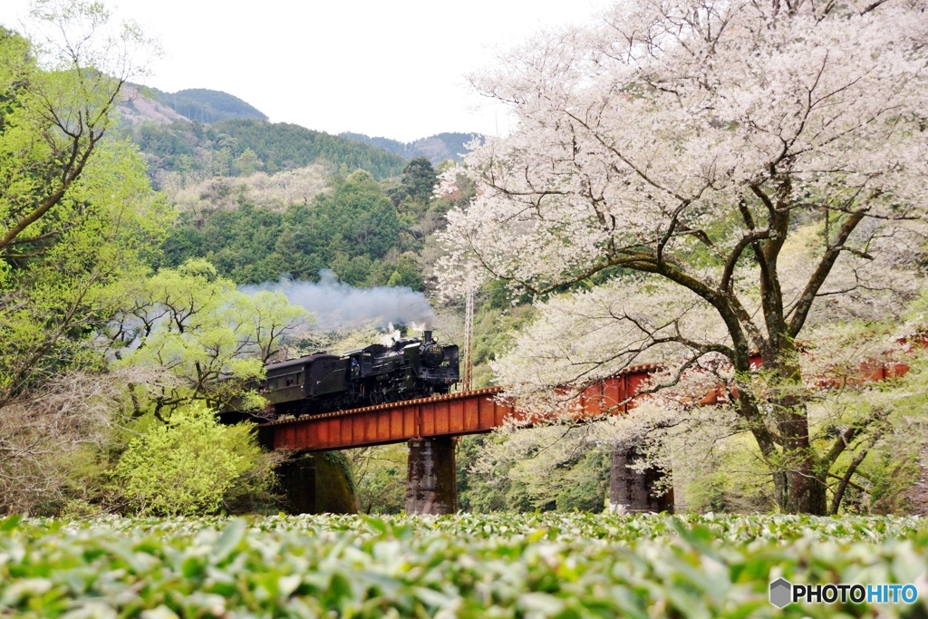 今の季節に見れそうな情景①～⑧の中の③