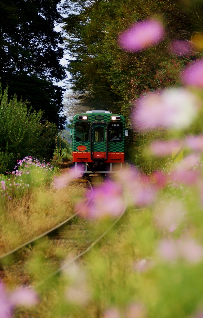 コスモス街道に真岡鉄道のキハ！
