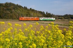 菜の花＆キハ40！