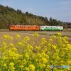 菜の花＆キハ40！
