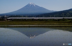 田んぼに写った富士山の水鏡と新幹線②