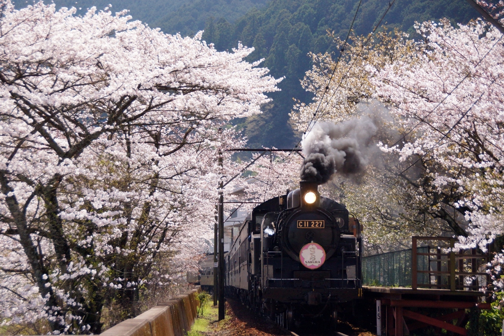 大井川鉄道の桜トンネル！