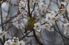 春の使者「メジロ」