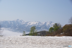 残雪の中の新緑！