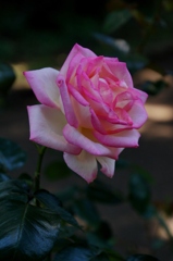 バラの情熱をあなたに！