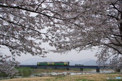 只見線　桜並木！