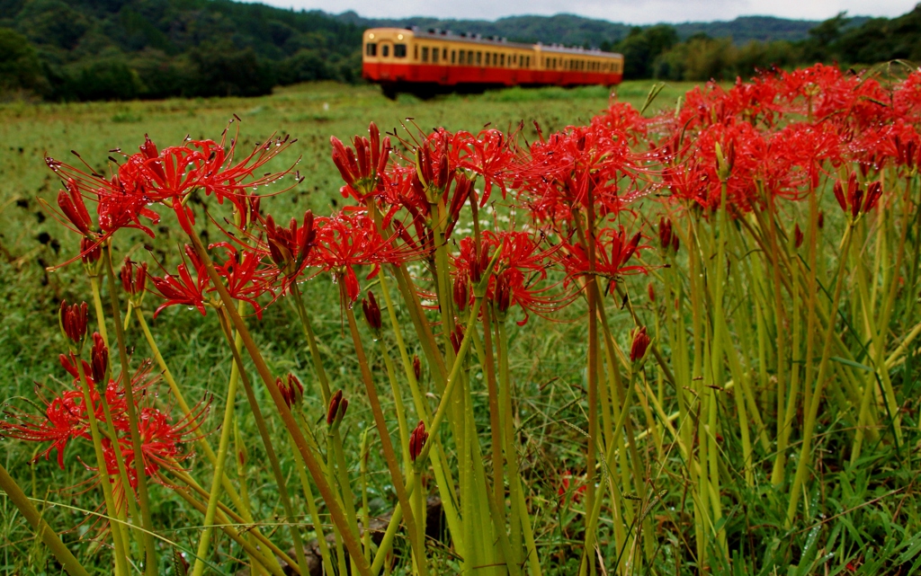 小湊鉄道の彼岸花の名所！①