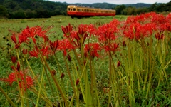 小湊鉄道の彼岸花の名所！①