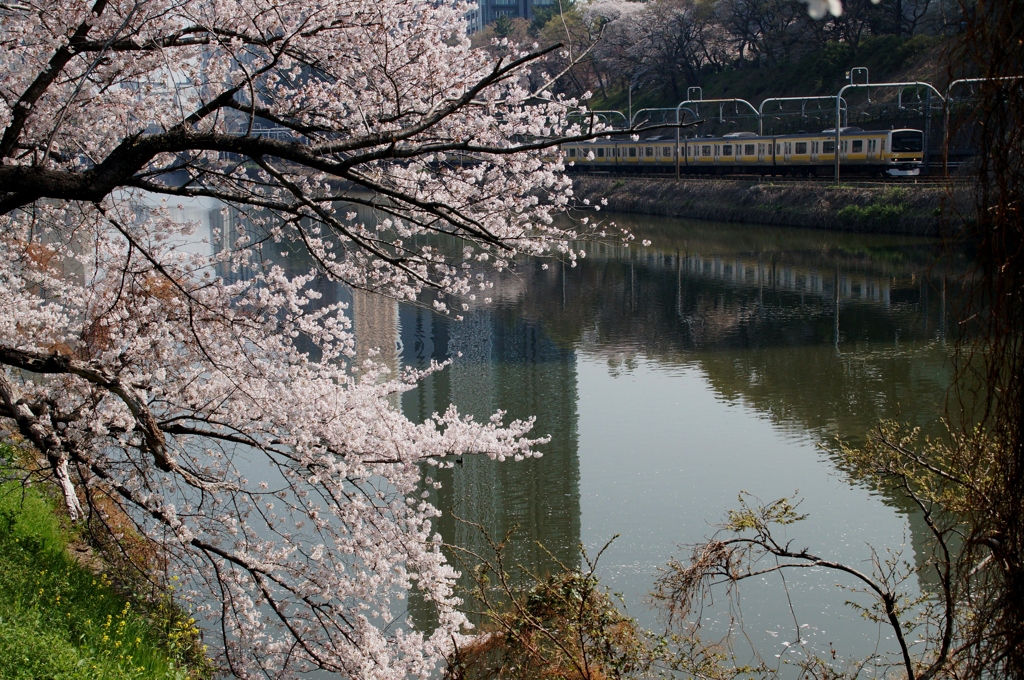 都会での春の風景！