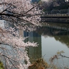 都会での春の風景！